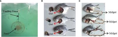 The Role of Flagellin B in Vibrio anguillarum-Induced Intestinal Immunity and Functional Domain Identification